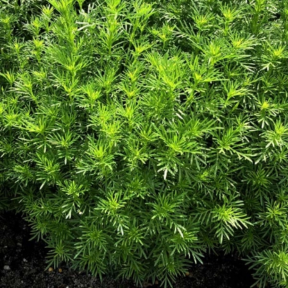 Picture of Herb Tagetes Dropshot (Tagetes Filifolia)